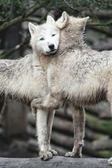 Wolves of the Calla