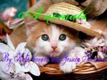 Animals