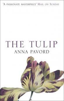 The Tulip The Tulip