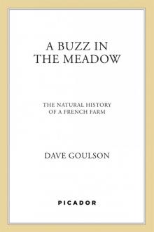 A Buzz in the Meadow A Buzz in the Meadow