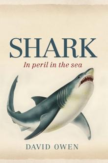 Shark Shark