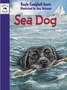 Sea Dog Sea Dog