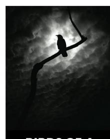 Birds of a Feather
