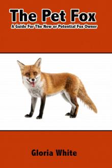 The Pet Fox The Pet Fox