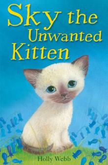 Sky the Unwanted Kitten Sky the Unwanted Kitten