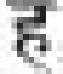 Animal’s People Animal’s People