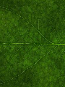 Druids of Avalon: Short Stories Druids of Avalon: Short Stories