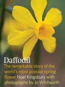 The Daffodil The Daffodil
