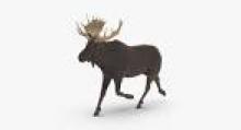 SM_Moose