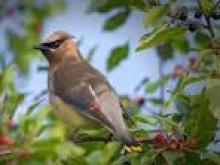 Waxwings Waxwings