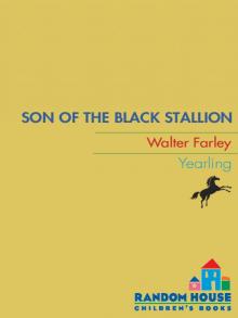 Son of the Black Stallion Son of the Black Stallion
