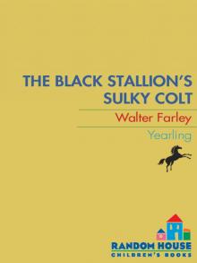 The Black Stallion's Sulky Colt The Black Stallion's Sulky Colt
