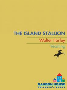 The Island Stallion The Island Stallion